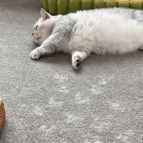 Pet Hair Remover Brush